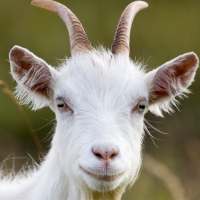 goat rampage simulator - wild life