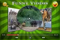 Funny Videos Screen Shot 0