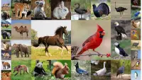 Tiere für Kleinkinder. Tiergeräusche, kinderspiele Screen Shot 0