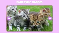 Dogs & Cats Puzzles for kids 2 Screen Shot 0