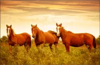 Horses Jigsaw Puzzles Collection Screen Shot 4