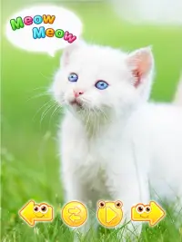 Cute animal pictures & animal  Screen Shot 8