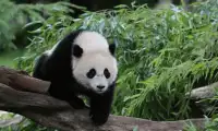 Panda Puzzle Screen Shot 1