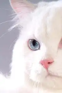 Persian Cat Puzzle Screen Shot 2