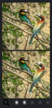 Spot the Difference Birds Screen Shot 2