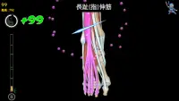 Anatomy Ninja Lower Limb Screen Shot 5