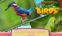 Educational Game Real Birds Screen Shot 3