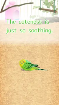 Parakeet Pet Screen Shot 5