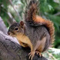 Squirrels Jigsaw Puzzles Screen Shot 2