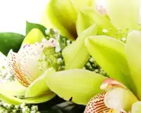 Orchid Flowers Jigsaw Puzzle Screen Shot 4