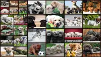 Puzzlespiel mit Hunde Kinder Screen Shot 0