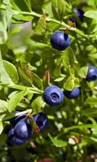 Bilberry Jigsaw Puzzles Screen Shot 0