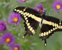 Teka-teki Jigsaw Butterfly Screen Shot 3