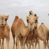 Camels Jigsaw Puzzles