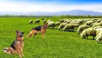Shepherd Dog Simulator 3D-Offline Wild Animal Game Screen Shot 3