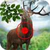 Deer Hunt Safari