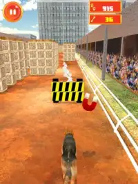 Crazy Dog Surfer - Endless Run Screen Shot 12