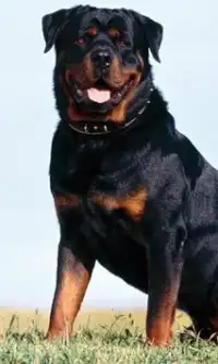 Rottweiler Anjing Jigsaw Screen Shot 0