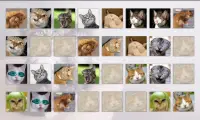 Cats Memory Game Free Screen Shot 6