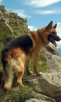 German Shepherds Jigsaw Puzzle Screen Shot 1