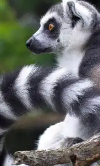 Lemurs Jigsaw Puzzles Screen Shot 0