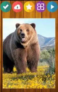 Медведь Медведи Головоломки Screen Shot 1