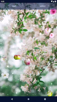 Cherry Blossom Live Wallpaper Screen Shot 6