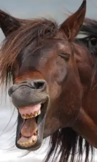 Funny Horses Jigsaw Puzzles Screen Shot 2