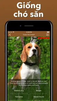 Chó giống Đoán chó - Giống trò chơi ứng dụng định Screen Shot 5