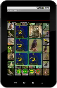 True Birds Memory Game Free Screen Shot 9