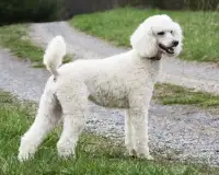 Poodle Dogs Jigsaw Puzzles Screen Shot 3