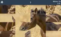 Horse Puzzles Free Screen Shot 2