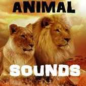 Animal Sounds - Game for kids