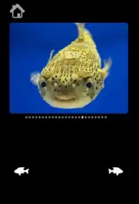 Amazing Sea Pictures For Kids Screen Shot 6