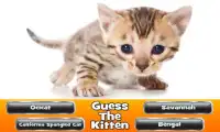 Guess The Kitten Screen Shot 0