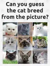 Cat Breeds Screen Shot 4