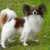 Papillon Dogs Jigsaw Puzzles