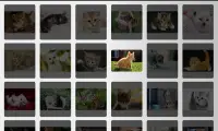 Kedi yavruları Kedi Screen Shot 2