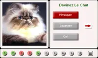 Devinez Race Cat: Puzzle de Tuiles Screen Shot 0