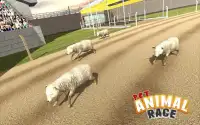 Pet Animals Race Screen Shot 3