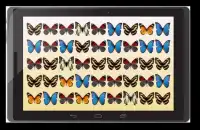 Monarch Butterfly Game Screen Shot 7