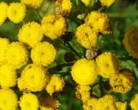 Tansy Flowers Jigsaw Puzzle Screen Shot 3