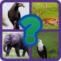 Guess Who Animals and Birds
