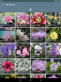 Rompecabezas: Flores Screen Shot 16