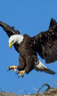 Eagle Jigsaw Puzzles Screen Shot 0