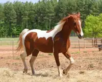 Thoroughbred Horse Screen Shot 5