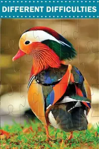 Amazing Birds - Jigsaw Puzzles Screen Shot 1