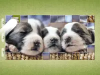 Dog Puzzles - Drag & Swap Screen Shot 9