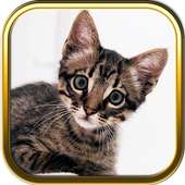 Free Kitty Cat Puzzle Games