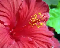 Hibiscus Jigsaw Puzzles Screen Shot 3